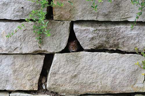 Stone Foundation - Rodent
